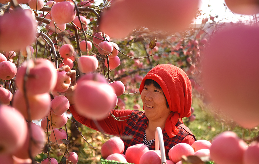 حصاد التفاح في مدينة تسيبو بمقاطعة شاندونغ
