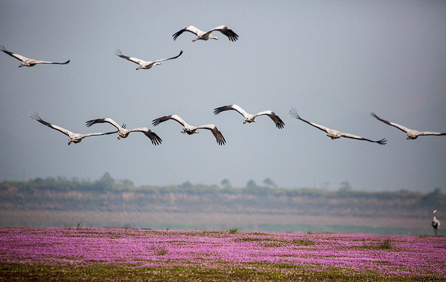 الطيور المهاجرة في بحيرة بويانغ فى محافظة دوتشانغ بمقاطعة جيانغشى بشرقي الصين