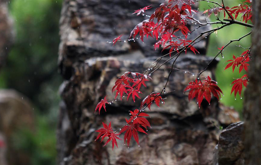 أوراق القيقب الحمراء تزين الخريف