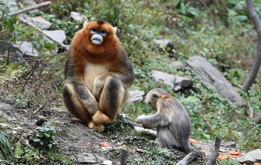 القرود الذهبية في المحمية الطبيعية الوطنية في مقاطعة قانسو