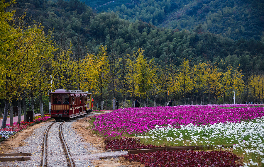 بلدة شياوبو المزينة بالأزهار فى محافظة تشانغشينغ بمقاطعة تشجيانغ