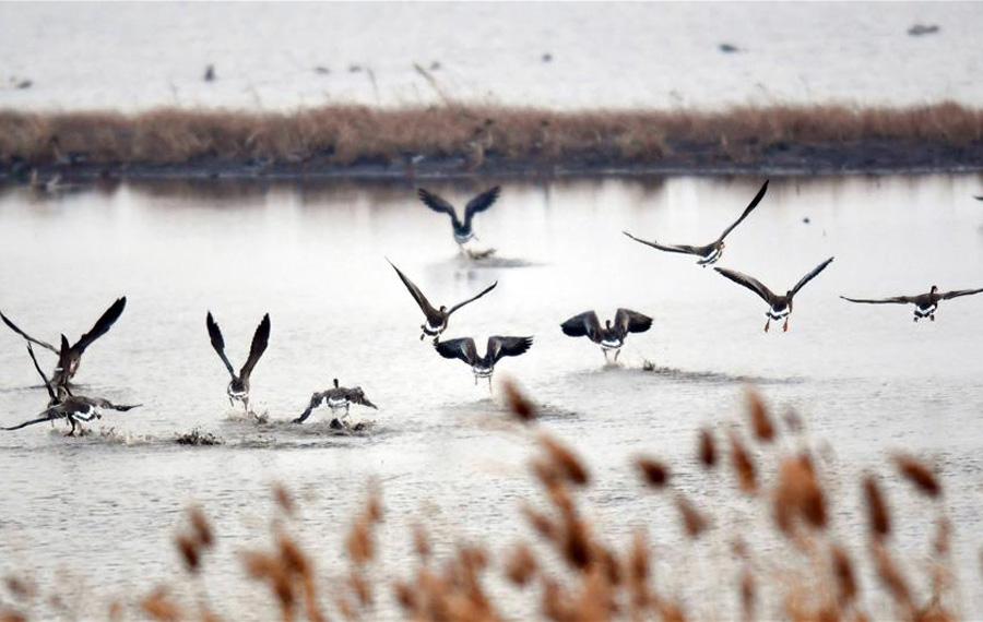 حديقة بحيرة وهلونغ للأراضي الرطبة تستقبل مجموعة من الطيور المهاجرة