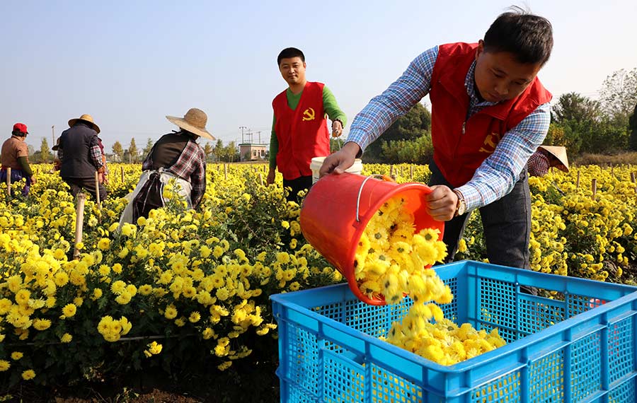 حصاد وفير للأقحوان في محافظة تشانغشينغ بمدينة هوتشو بمقاطعة تشجيانغ