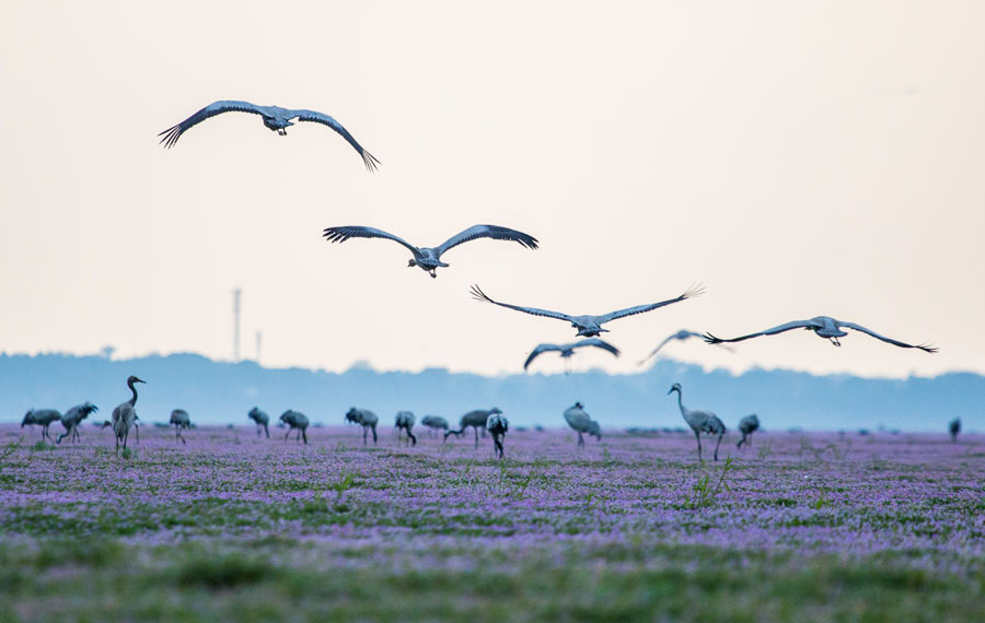 طيور مهاجرة في منطقة بحيرة بويانغ بمقاطعة جيانغشي في الشتاء