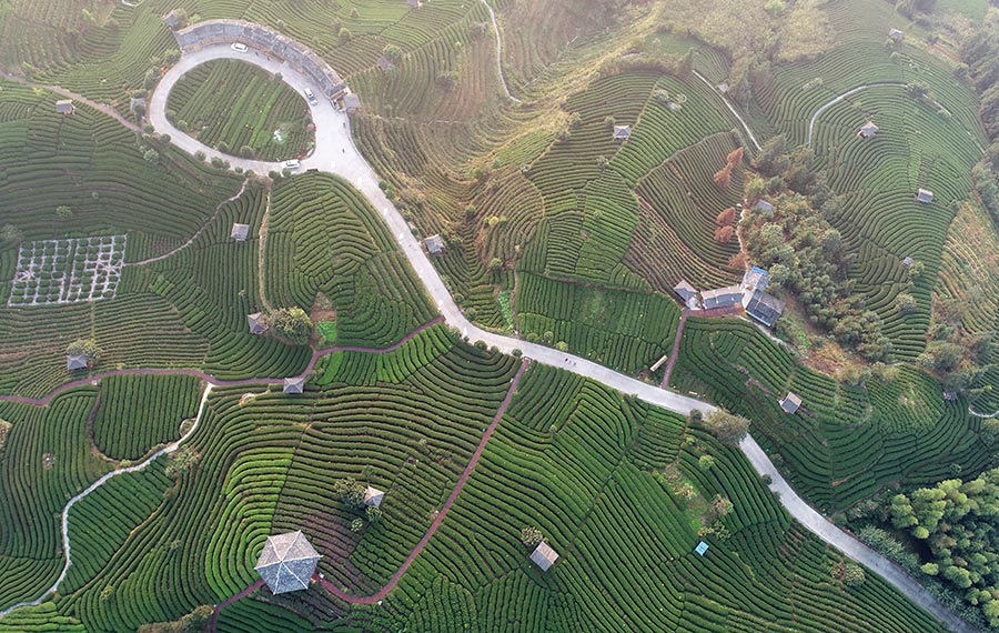 حديقة الشاي لقرية بويانغ في مدينة ليوتشو بمنطقة قوانغشي الذاتية الحكم لقومية تشوانغ