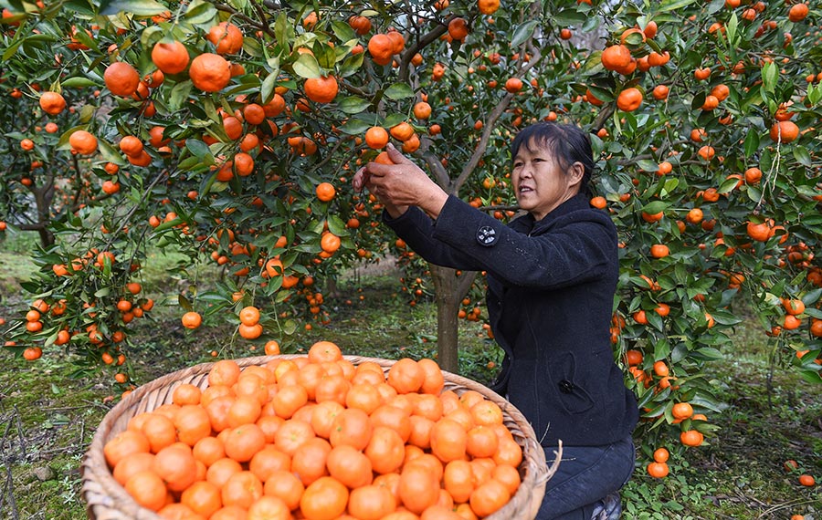 المزارعون في أنحاء الصين مشغولون بالزراعة لضمان إنتاج جيد من المزروعات