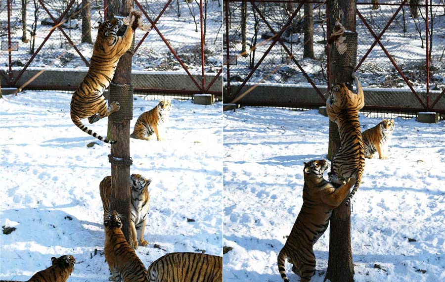 النمور تتسلق الشجرة لاصطياد الدجاج في حديقة نمر سيبيريا بمدينة هاربين بشمال شرقي الصين