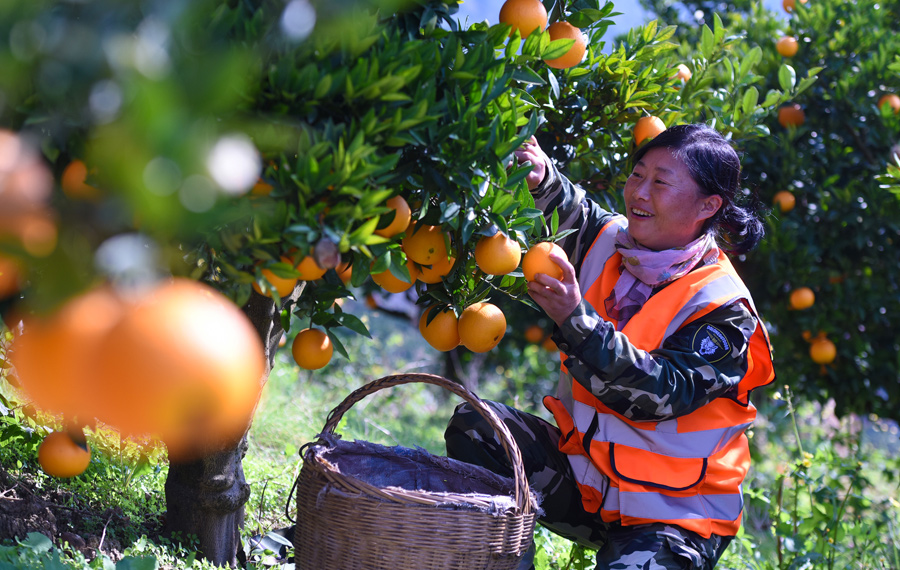 حصاد البرتقال السرة في محافظة تسيقوي بمقاطعة هوبي بوسط الصين