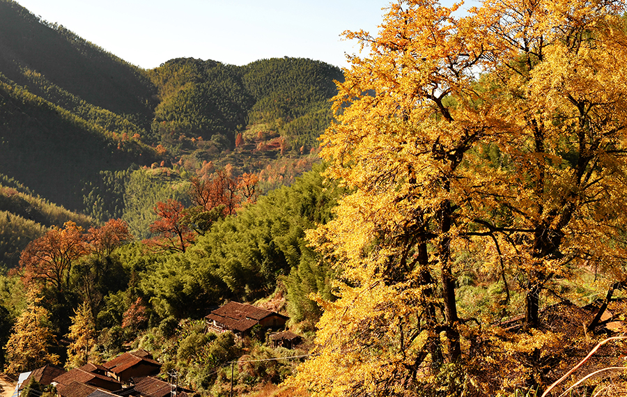 أشجار الجنكة الجميلة في جبل وويى بمقاطعة فوجيان