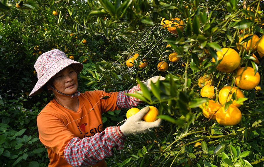 حصاد اليوسفي في مدينة جيانغمن بمقاطعة قوانغدونغ