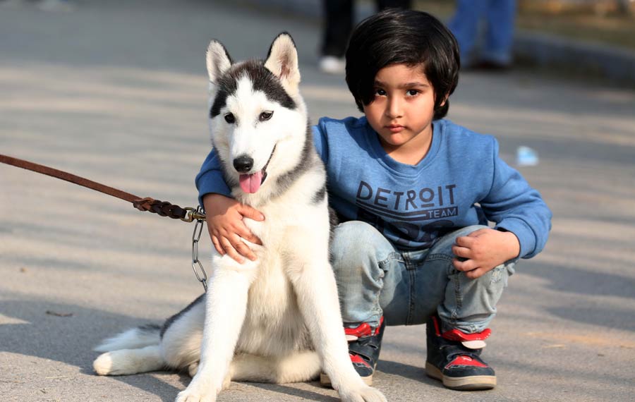 عرض الكلب في مدينة إسلام أباد عاصمة باكستان
