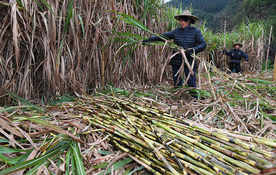 حصاد وفير لقصب السكر في جنوب شرقي الصين