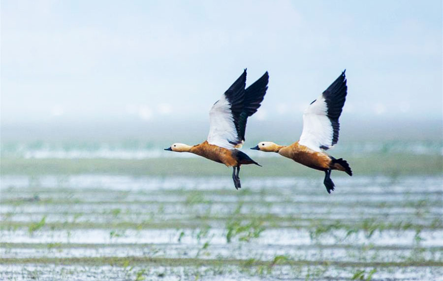 بحيرة بويانغ : جنة للطيور المهاجرة