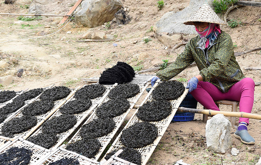 حصاد وفير من الأعشاب البحرية في جنوبي الصين
