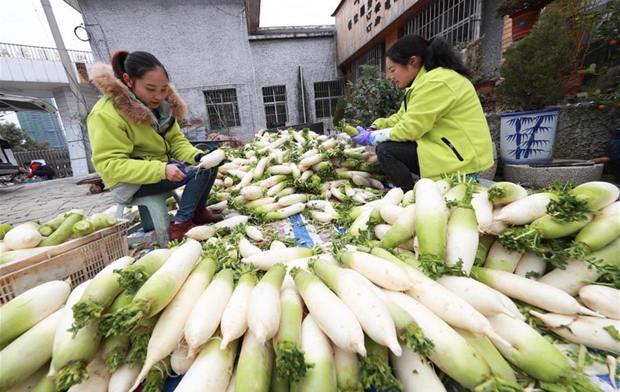 زراعة الفجل الأبيض تساعد على زيادة دخل الفلاحين في مقاطعة قويتشو