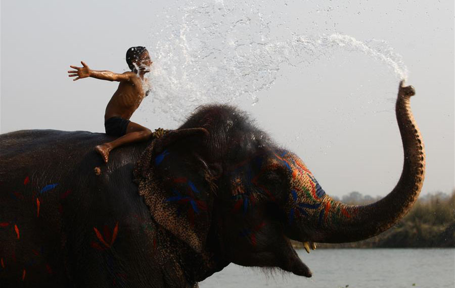 مهرجان الفيل الممتع في سوراها، نيبال