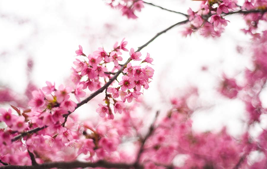 أزهار الكرز تتفتح في مدينة شينغيى بمقاطعة قويتشو