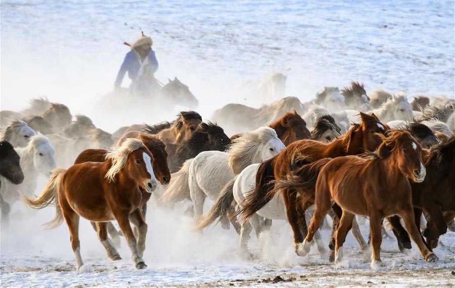 الأحصنة الراكضة على الحقل الثلجي في منطقة منغوليا الداخلية ذاتية الحكم