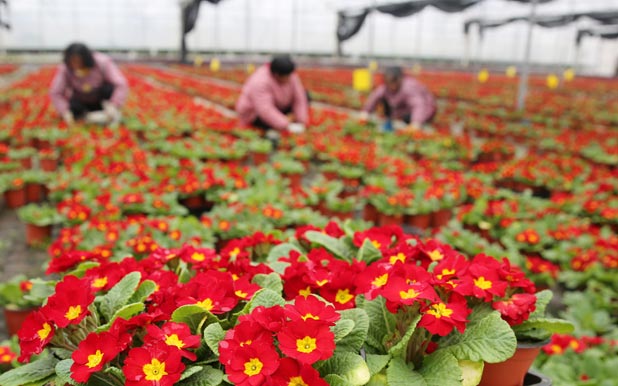 ازدهار سوق الزهور في الصين مع اقتراب عيد الربيع التقليدي