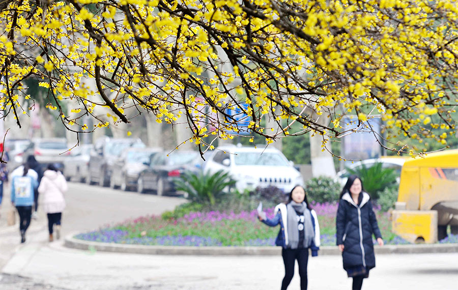 تفتح زهور البرقوق الشتوي في جامعة بشرقي الصين