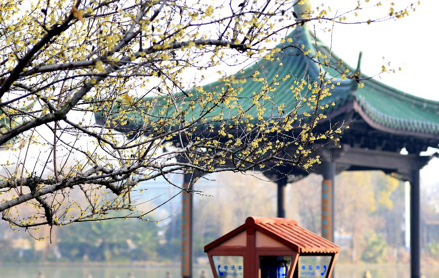 تفتح زهور البرقوق في مدينة سوتشو بمقاطعة جيانغسو بشرقي الصين