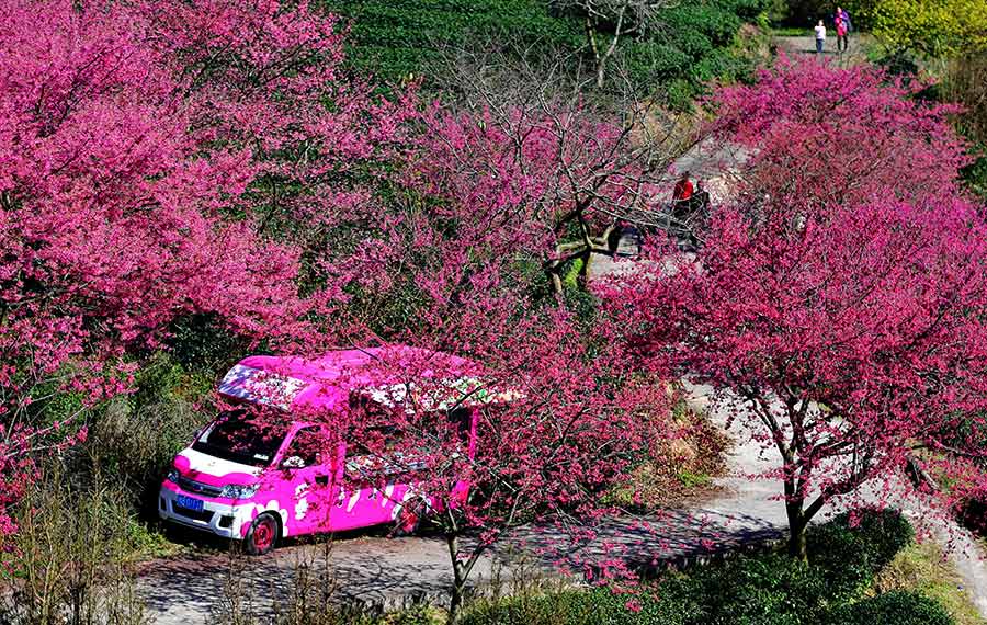 تفتح زهور الكرز في جنوب شرقي الصين