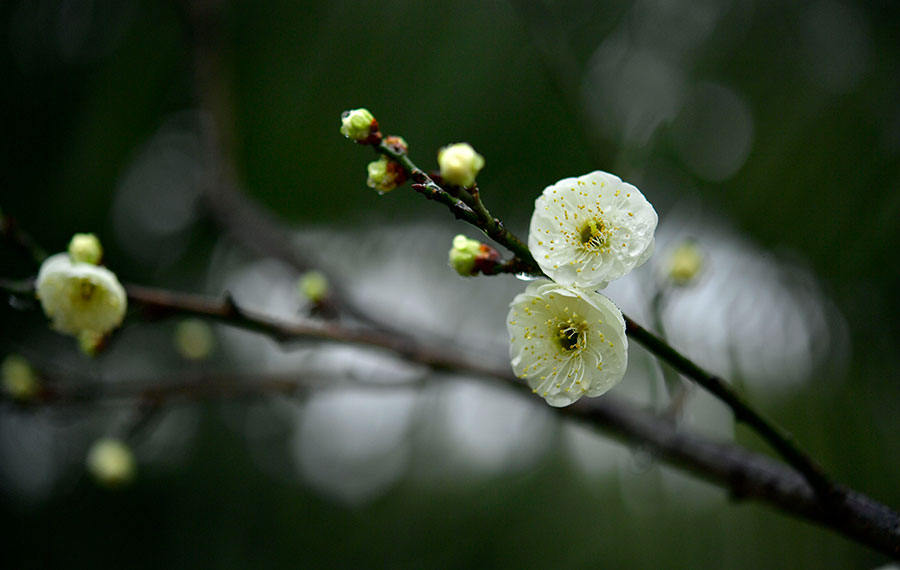 زهور البرقوق تتفتح في حديقة وطنية للأراضي الرطبة بمقاطعة هوبي