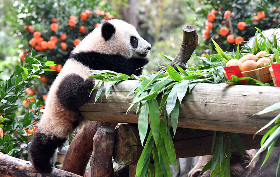 الباندا العملاقة في مدينة قوانغتشو بمقاطعة قوانغدونغ بجنوبي الصين