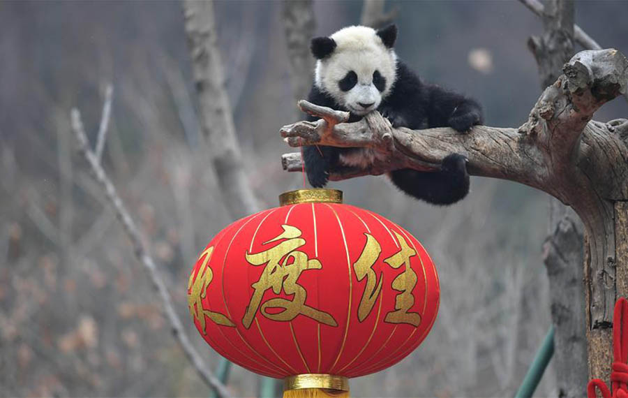 مجموعة من الباندا تقدم التهاني إلى الجمهور بمناسبة عيد الربيع في مقاطعة سيتشوان