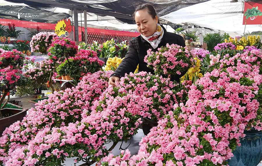 صينيون يشترون الزهور للاحتفال بعيد الربيع بشمالي الصين
