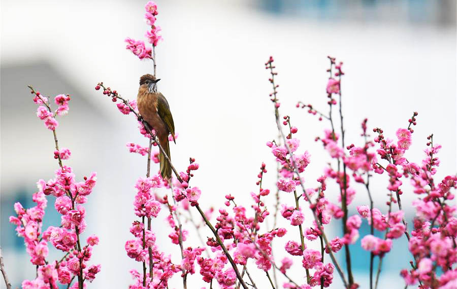 تفتح زهور البرقوق عند حلول فصل الربيع في جنوب غربي الصين
