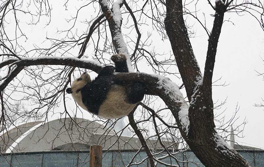 الباندا العملاقة في حديقة حيوانات بكين