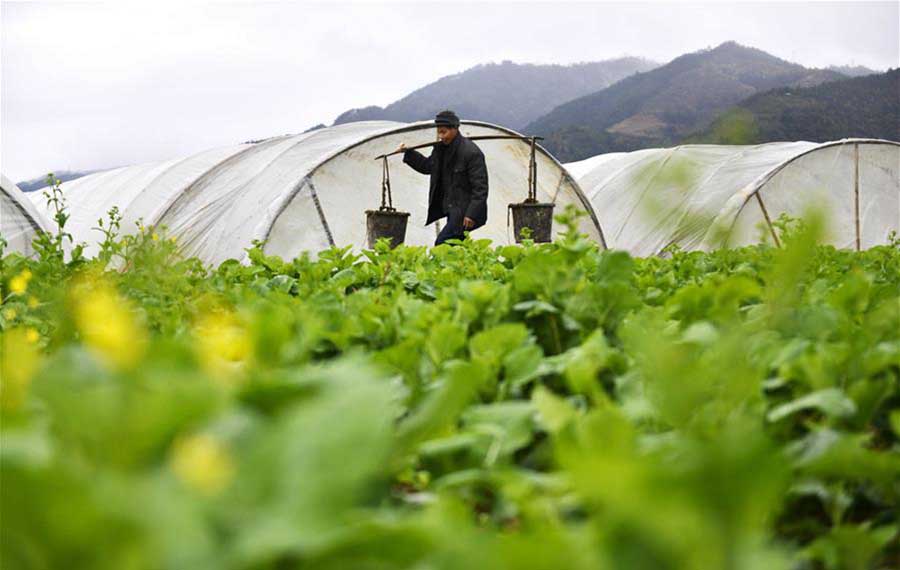 انطلاق الأعمال الزراعية في أنحاء الصين عند بداية الربيع