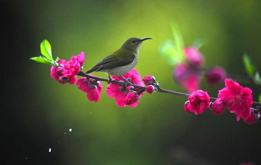 الطيور "ترقص" بين الزهور الجميلة لاستقبال فصل الربيع