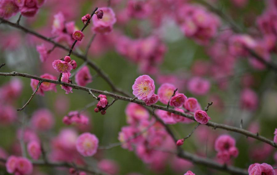 تفتح أزهار في الربيع في مقاطعة هوبي بوسط الصين