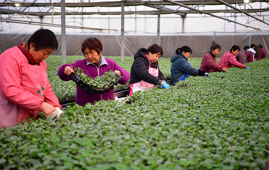 عاملون يشتغلون في مجمع زراعي حديث بشمال غربي الصين
