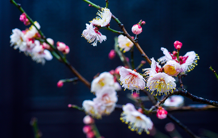 تفتح زهور البرقوق بعد مطر ربيعي خفيف في مدينة تايتشو بمقاطعة جيانغسو بشرقي الصين