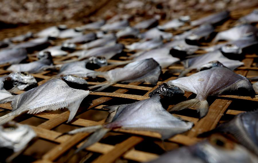 صياد السمك يجفف الأسماك على شاطئ البحر في ميانمار