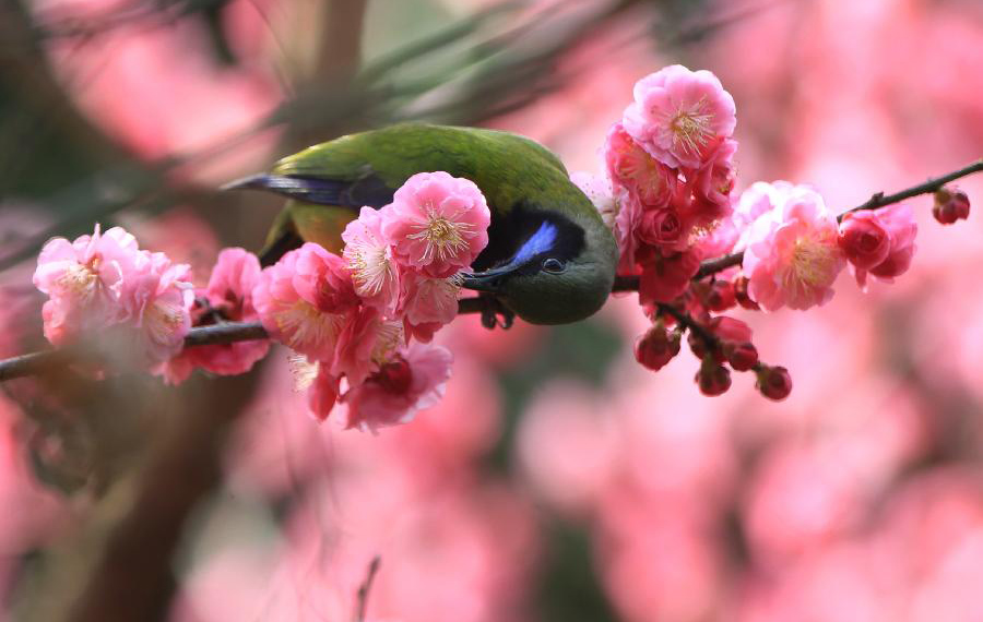الطيور "ترقص" بين الأزهار في الربيع