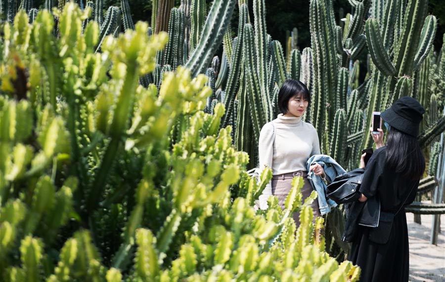 استمتاع المواطنين بنباتات الصبار الجميلة في شيامن
