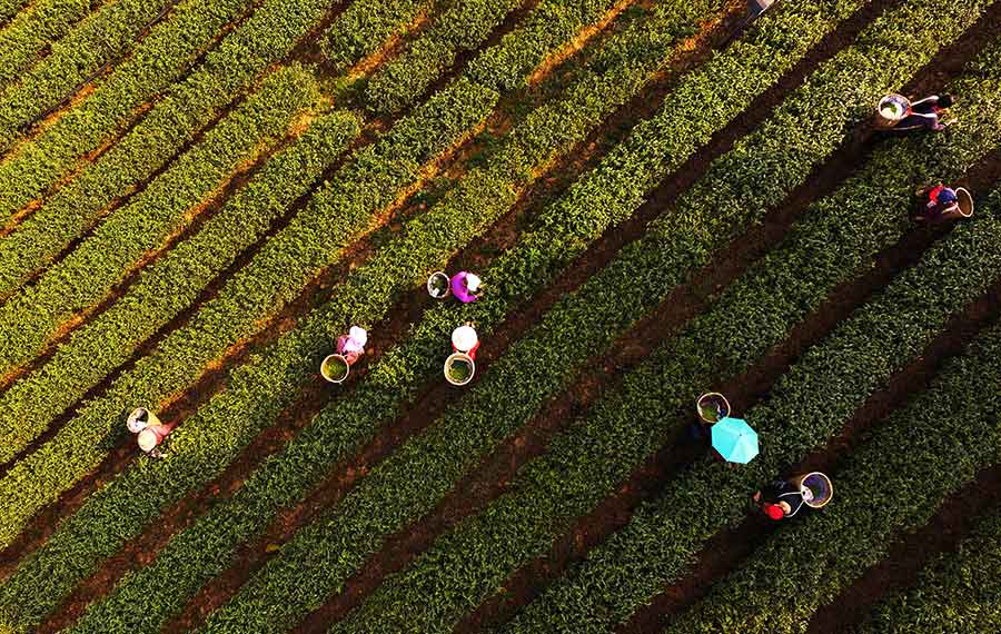 الفلاحون يحصدون أوراق الشاي في حديقة الشاي على جبال بايشيانغ بتشونغتشينغ