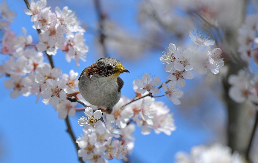 الطيور "ترقص" بين الأزهار في فصل الربيع