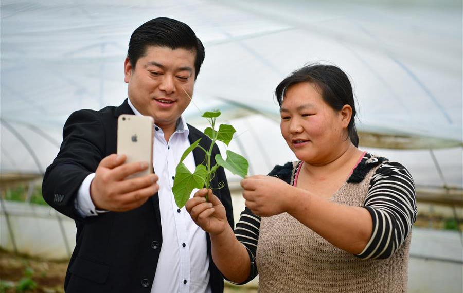 استخدام الهاتف الذكي للمساعدة في الأعمال الزراعية شمال غربي الصين