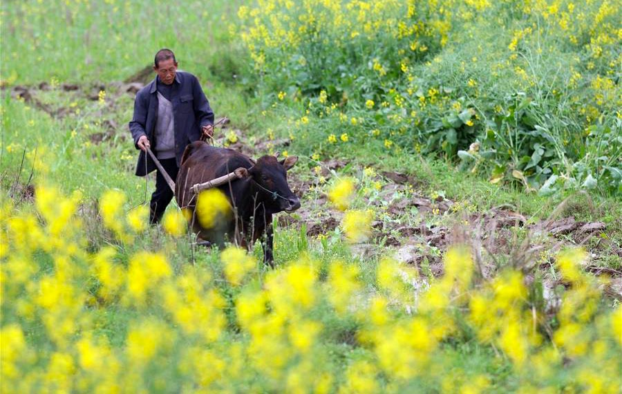 الزراعة الربيعية جارية في الحقول بوسط الصين