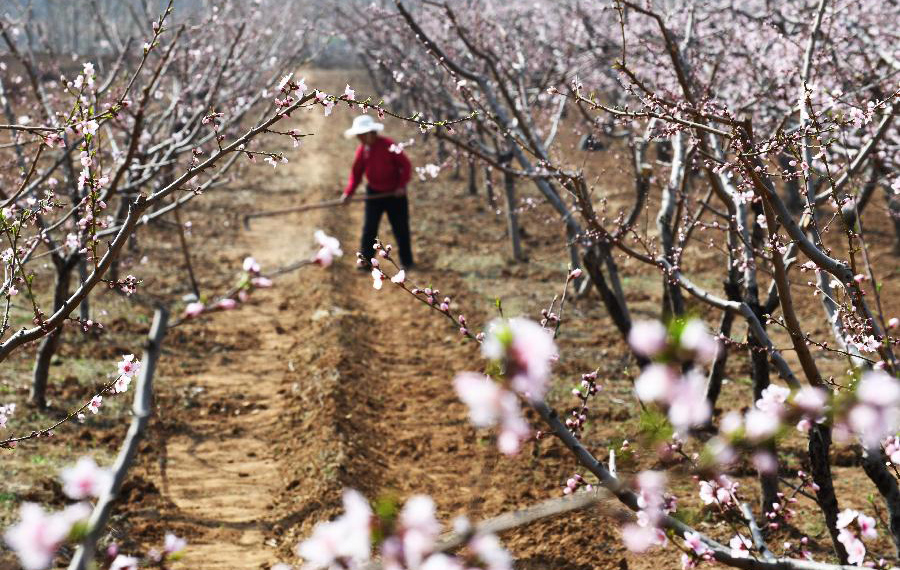 الفلاحون الصينيون يشغلون بأعمال زراعية في الحقول في الربيع