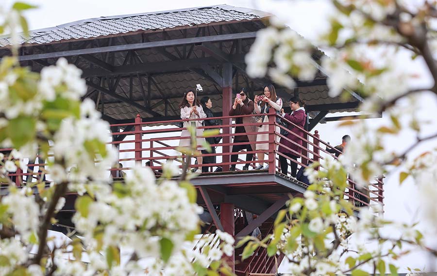 مشاهد زهور الربيع المذهلة في أنحاء الصين