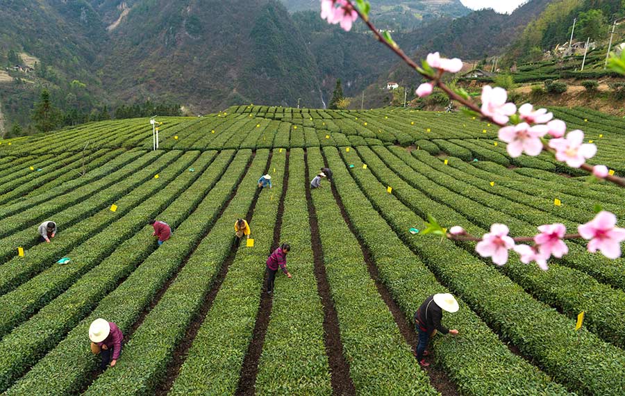 الفلاحون يحصدون أوراق الشاي في حديقة الشاي في مقاطعة هوبي