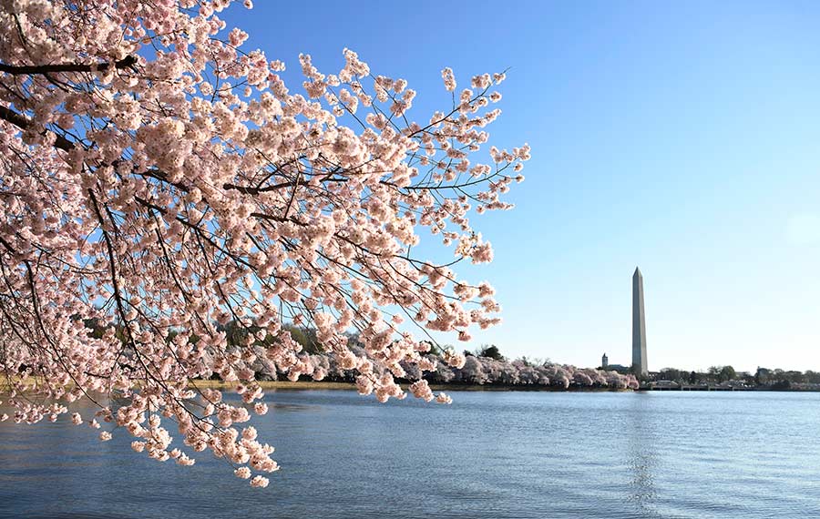 أزهار الكرز تتفتح في واشنطن