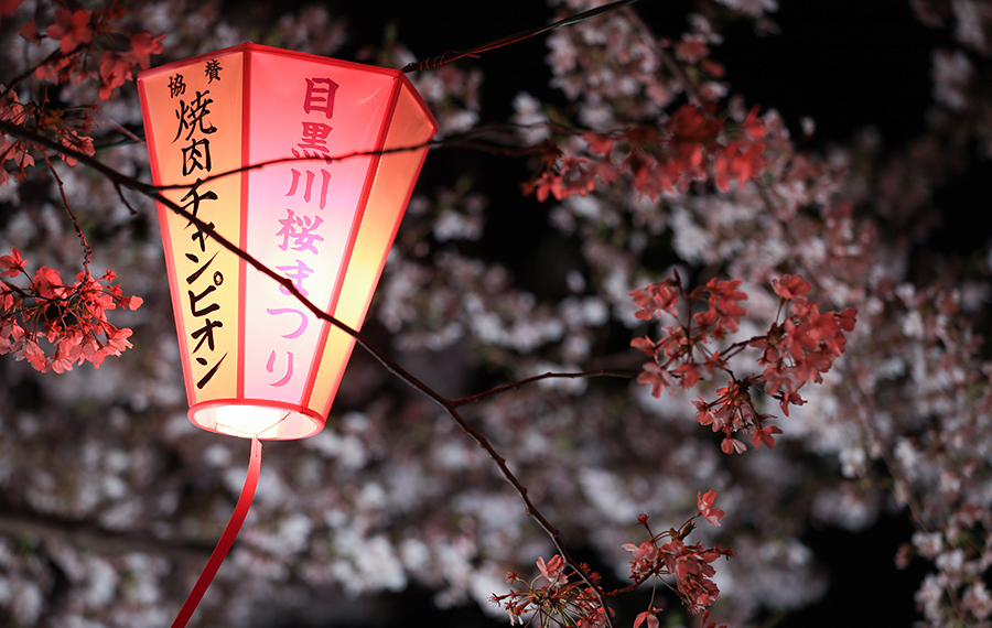 تفتح أزهار الكرز على ضفة نهر ميغورو في طوكيو باليابان