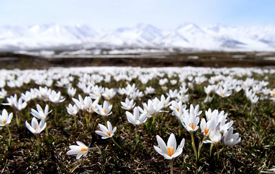 أزهار الزنبق البرية تتفتح في محافظة شينيوان بمنطقة شينجيانغ الويغورية الذاتية الحكم
